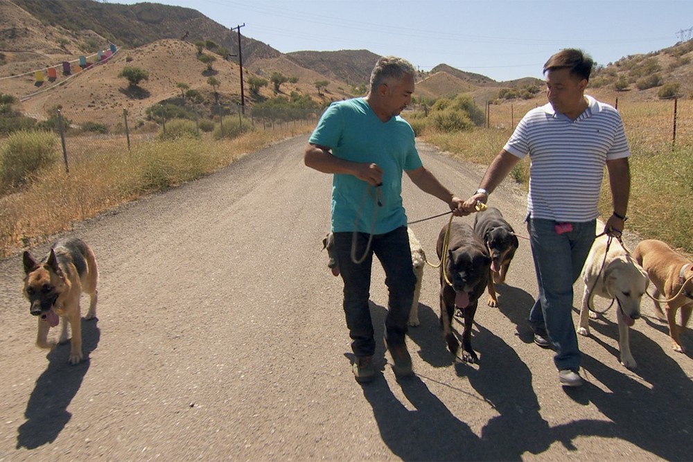 Cesar Millan - Dog Trainer