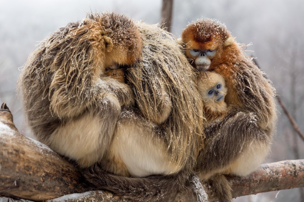 Character: TaoTao's family - Golden snub-nosed monkeys