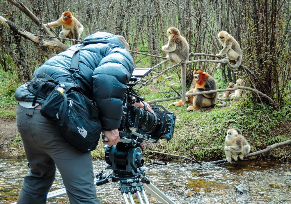 Description: Cinematographer Justin Maguire filming golden snub-nosed monkeys.
