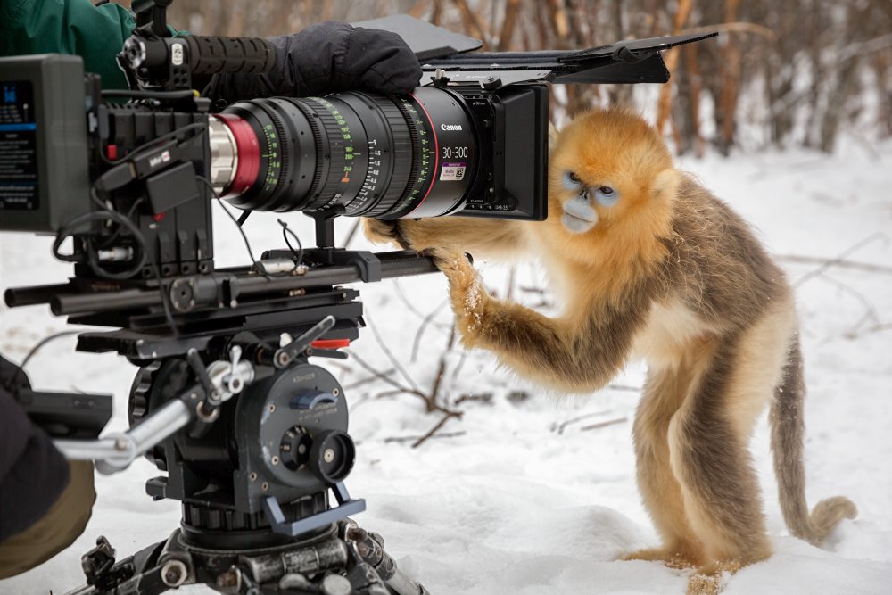 Description: Cinematographer Justin Maguire filming golden snub-nosed monkeys.