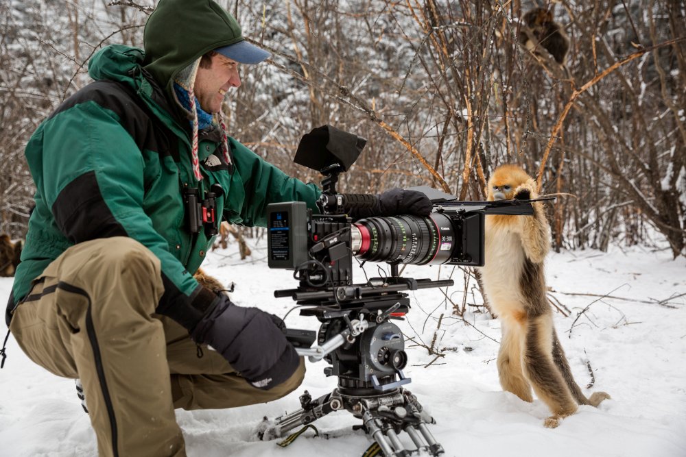 Description: Cinematographer Justin Maguire filming golden snub-nosed monkeys.