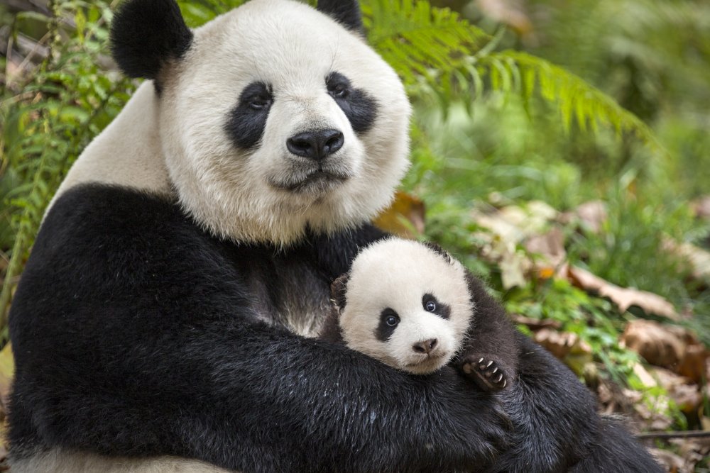 BORN IN CHINA. Photo by: Ben Wallis. ©2016 Disneynature. All Rights Reserved.