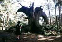PAN'S LABYRINTH, (aka EL LABERINTO DEL FAUNO), Ivana Baquero, 2006. ©Picturehouse