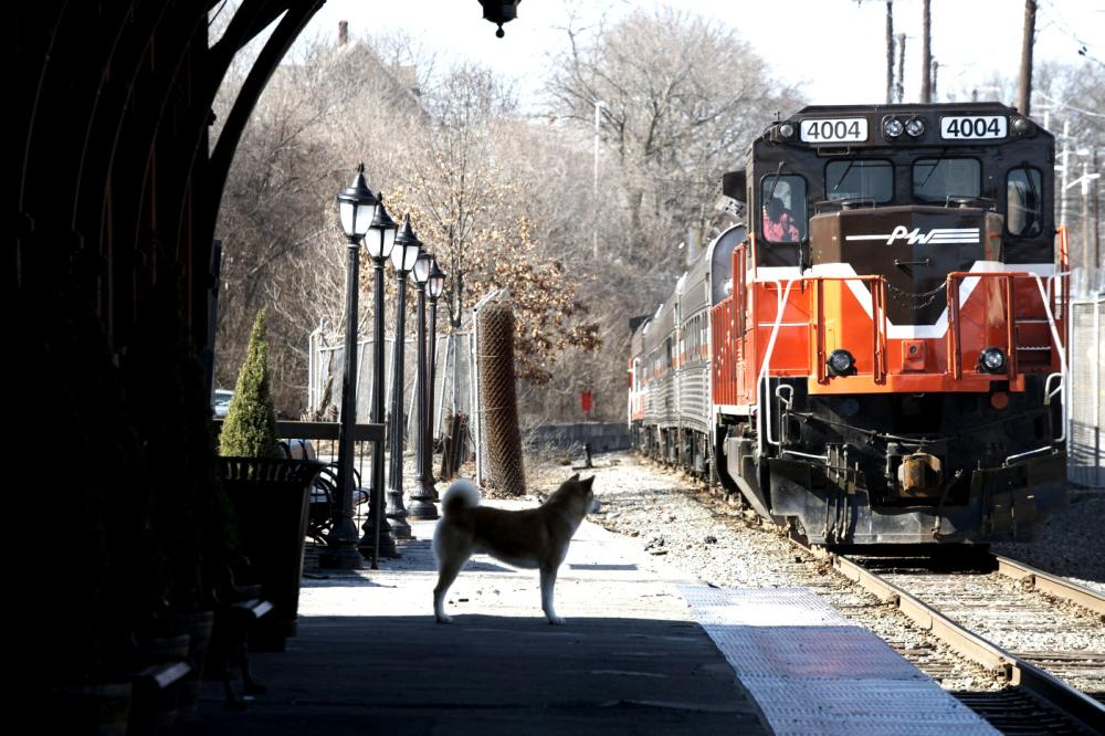 HACHIKO: A DOG'S STORY, 2009. ©Consolidated Pictures Group