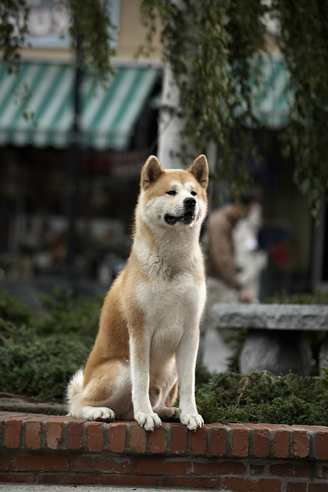 HACHIKO: A DOG'S STORY, 2009. ©Consolidated Pictures Group