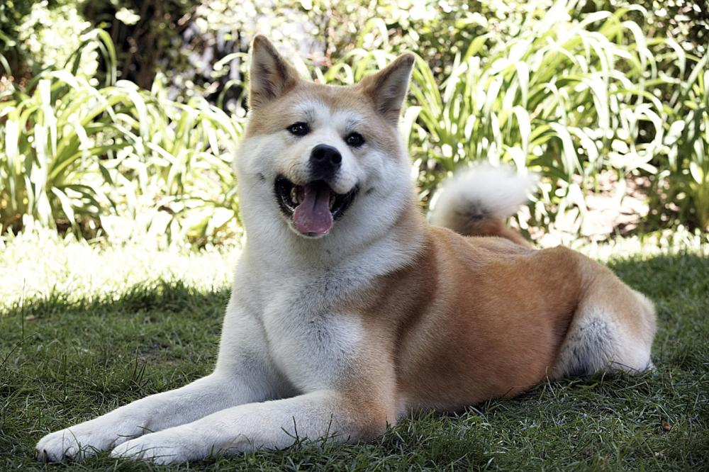 HACHIKO: A DOG'S STORY, 2009. ©Consolidated Pictures Group