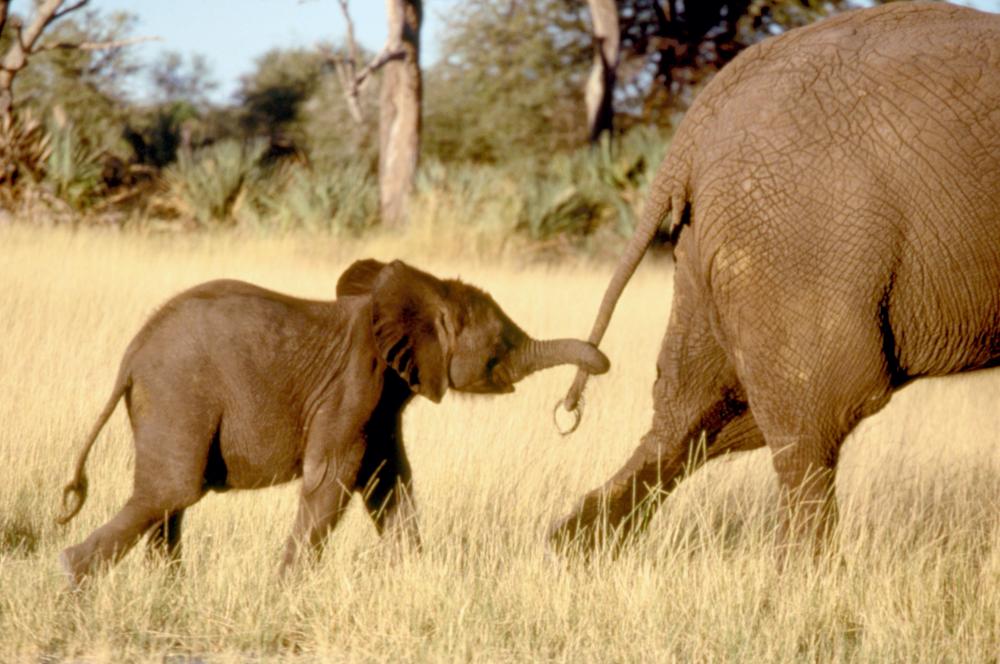 Cineplex.com | Whispers: An Elephant's Tale